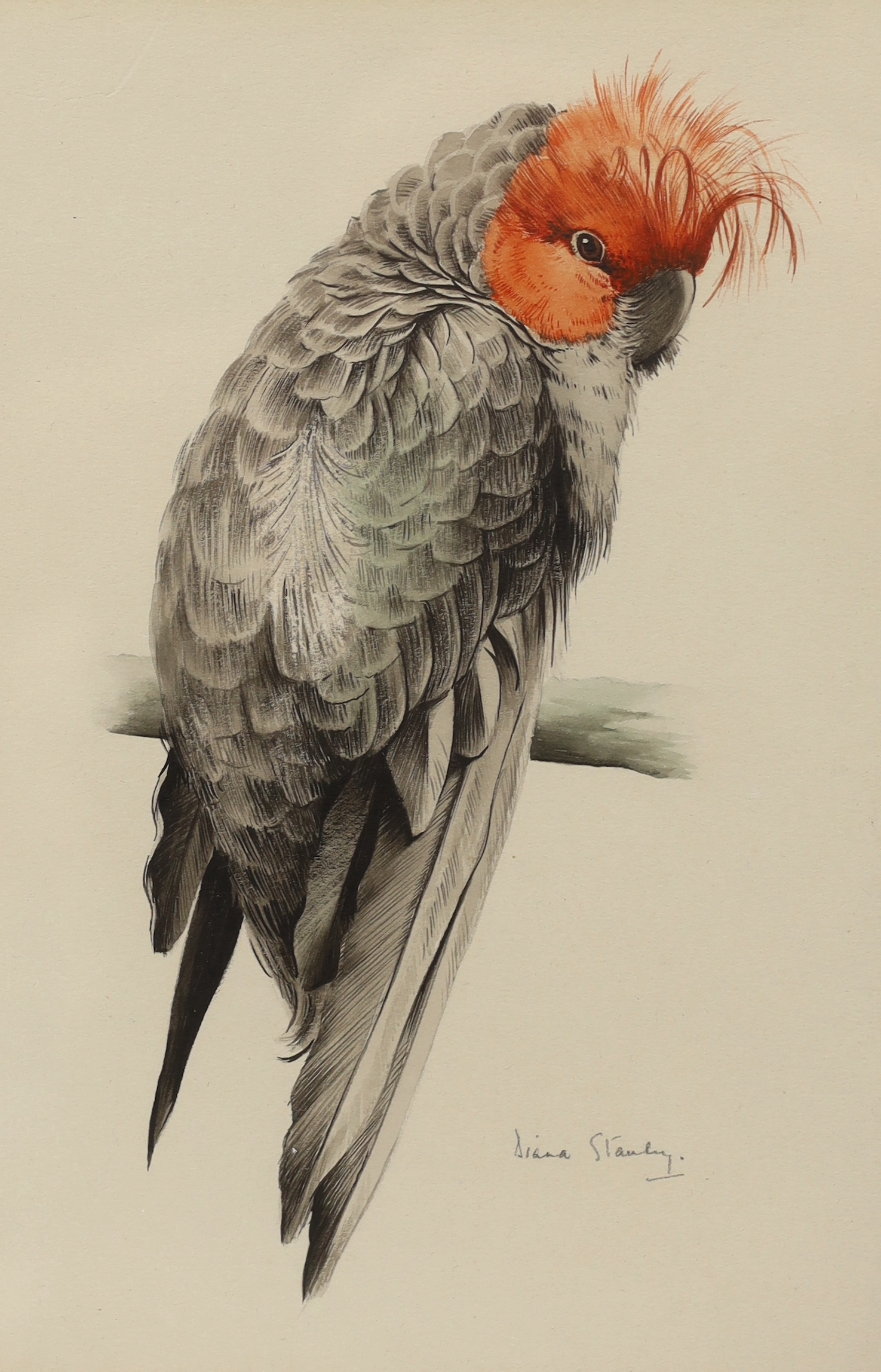 Diana Stanley (b.1908), watercolour, Study of a parrot, signed in pencil, 21 x 15cm